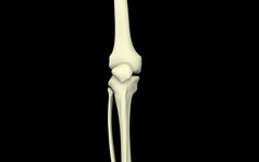 人体膝盖骨头结构插图