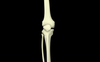 人体膝盖骨头结构插图