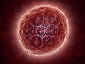 胚胎细胞<strong>示例</strong>插图