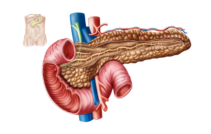 人体胰腺示例结构图