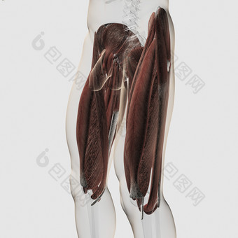 大腿肌肉分布结构图