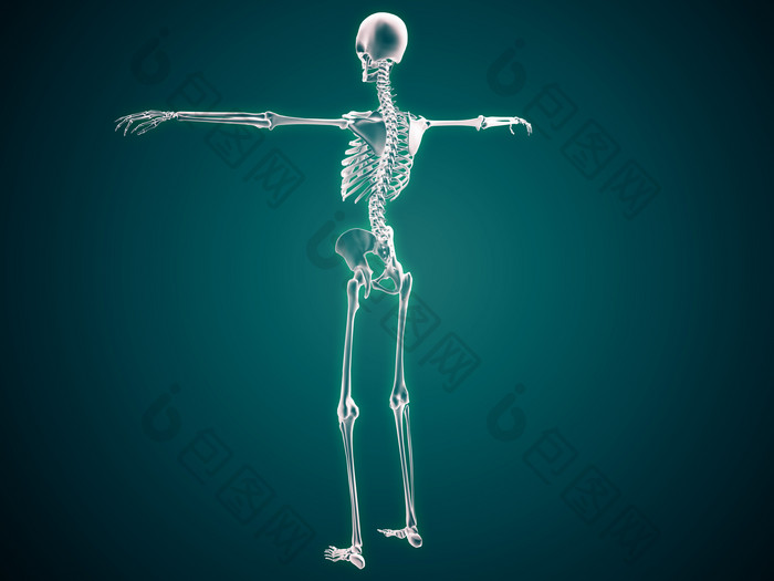 生物学人类骨头四肢