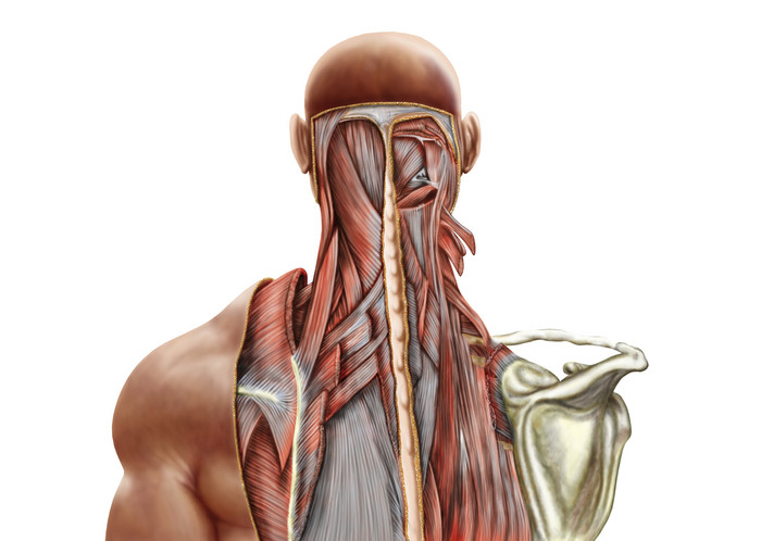 颈部深部肌肉结构