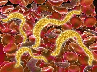 人体体内红细胞寄生虫图片