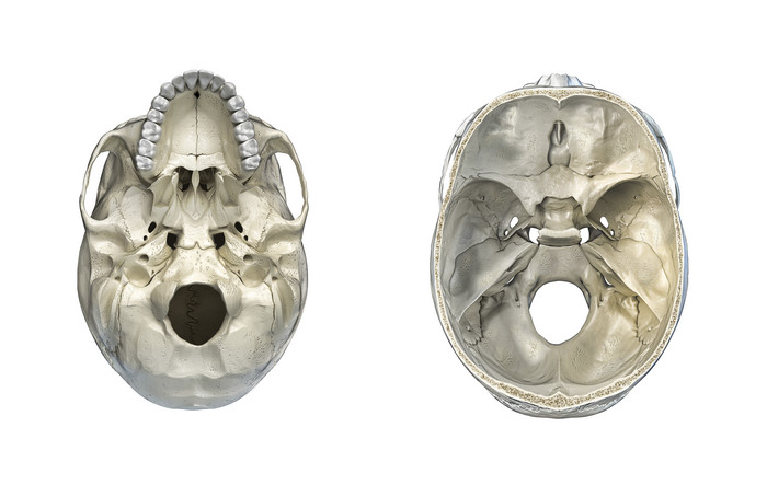 头骨俯视图及仰视图
