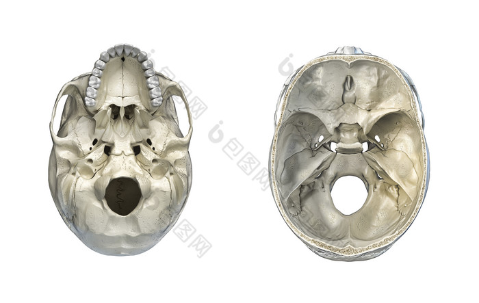 头骨俯视图及仰视图