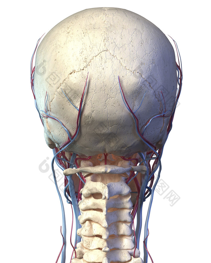人类头骨的背面局部大图