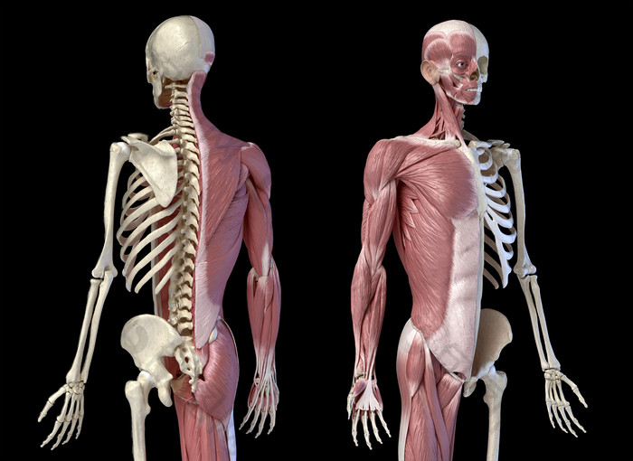 人类骨架和肌肉的生物医学插图