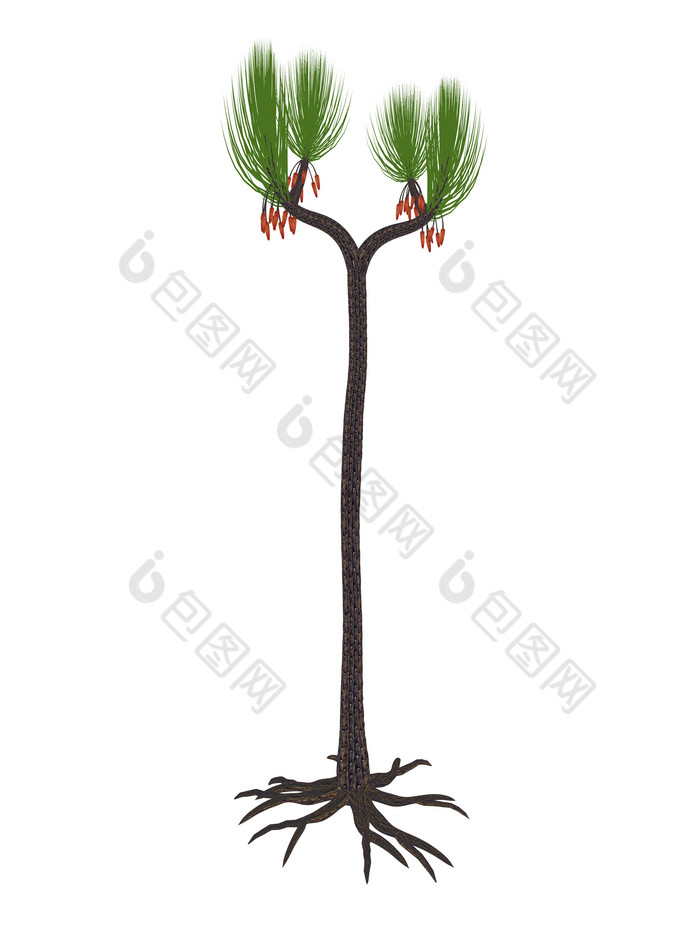 石松木植物示例插图