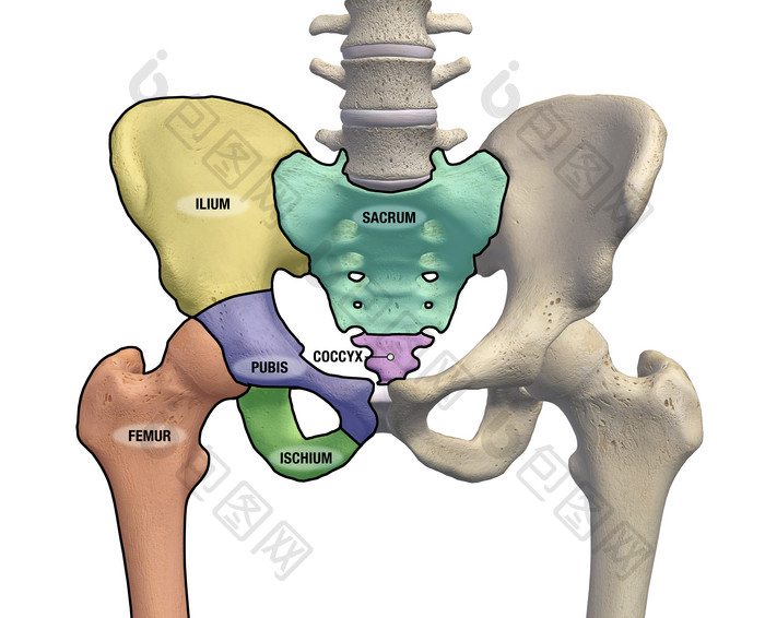 臀部骨盆示例结构插图