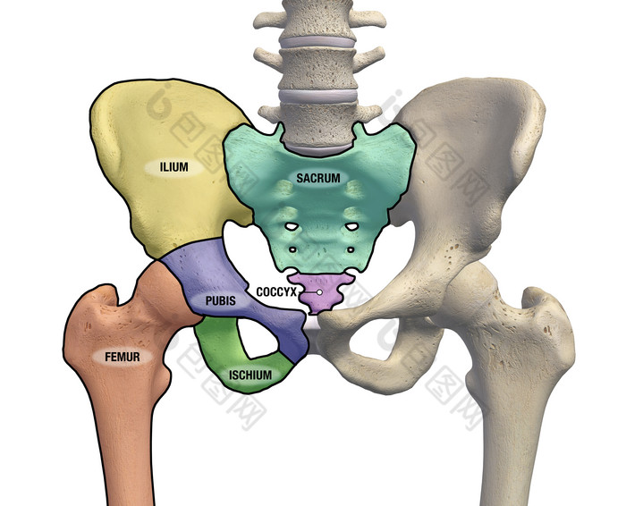臀部骨盆示例结构插图图片