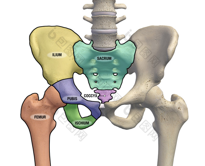 臀部骨盆示例结构插图