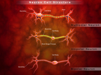 人体神经元传输<strong>示例</strong>图