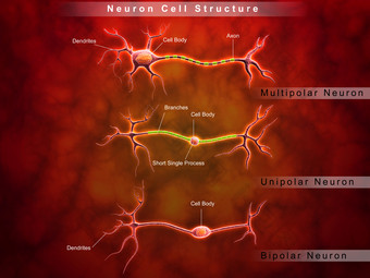 人体<strong>神经</strong>元传输示例图