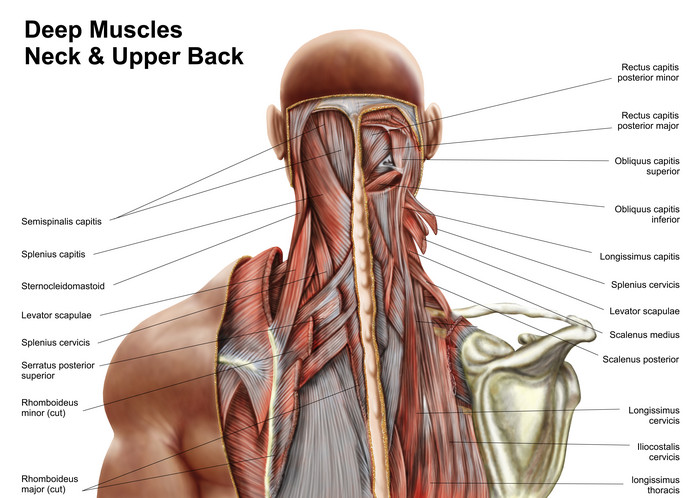 人体颈部深部肌肉