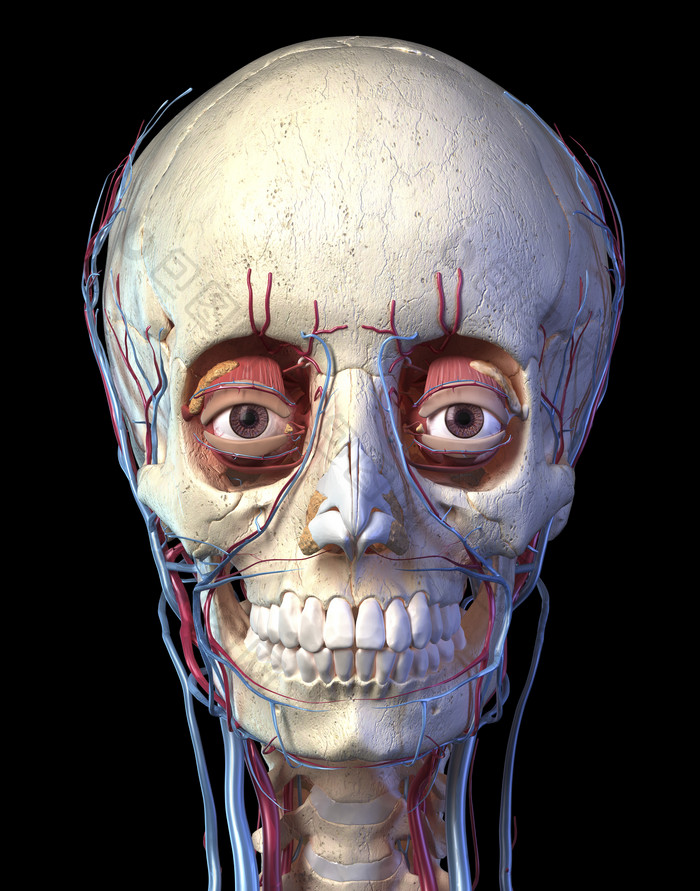 成年人类头骨的正面局部大图