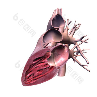 人体内部胸部循环系统解剖图