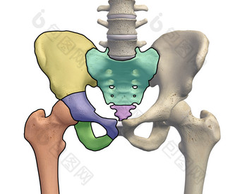 臀部骨盆骨骼<strong>示例</strong>插图