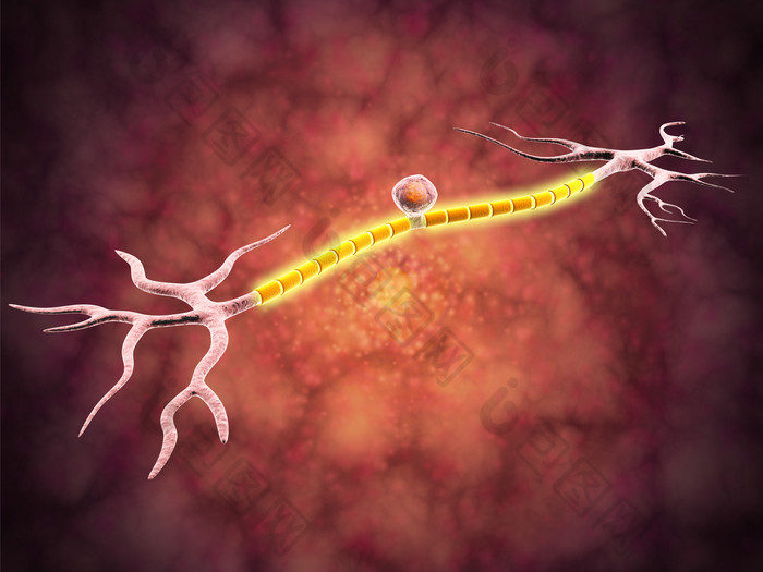 身体神经元细胞传输示例图