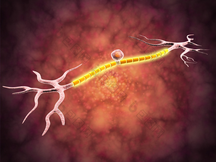 身体神经元细胞传输示例图