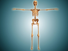 人类四肢骨架摄影图