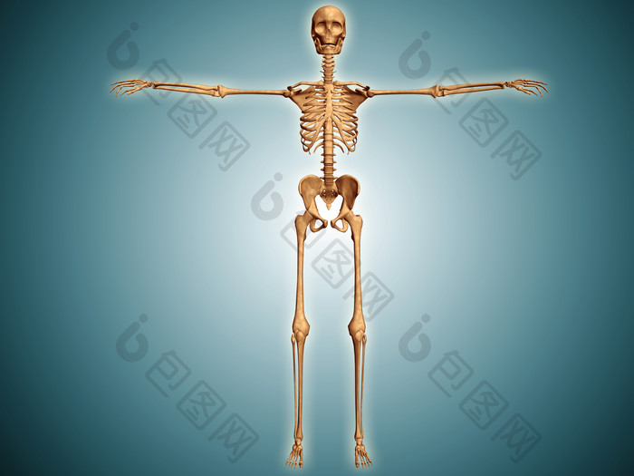 人类四肢骨架摄影图
