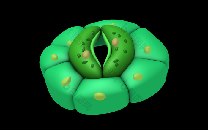绿色圆形细胞摄影图
