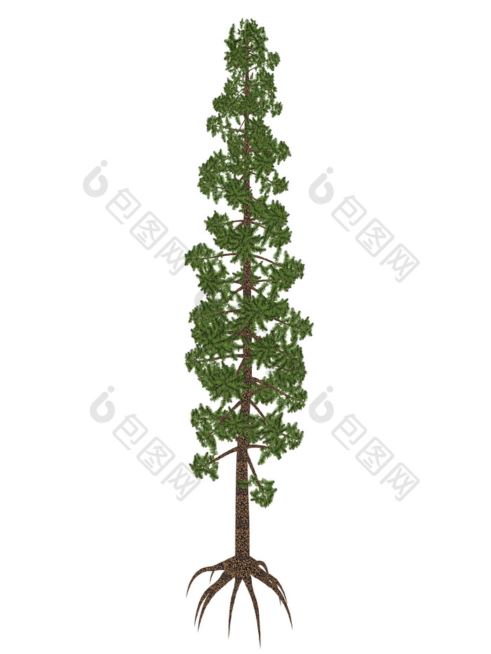 植物学松树示例插图