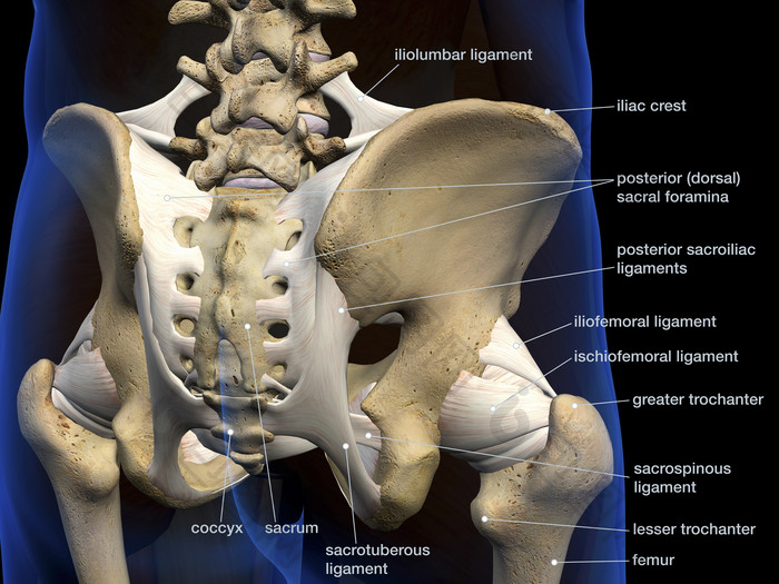 韧带骨盆解剖学示例图