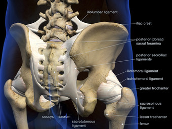 韧带骨盆解剖学示例图