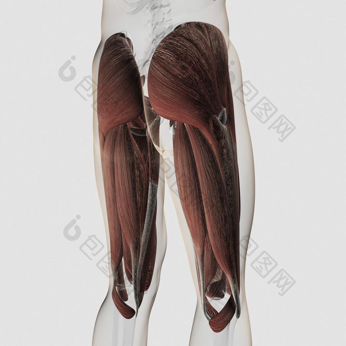 臀部大腿后侧肌肉结构图