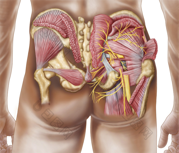 人体臀部组织放大图
