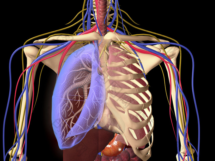 人类骨架血管透视图