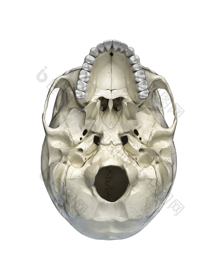 头骨仰视图摄影图