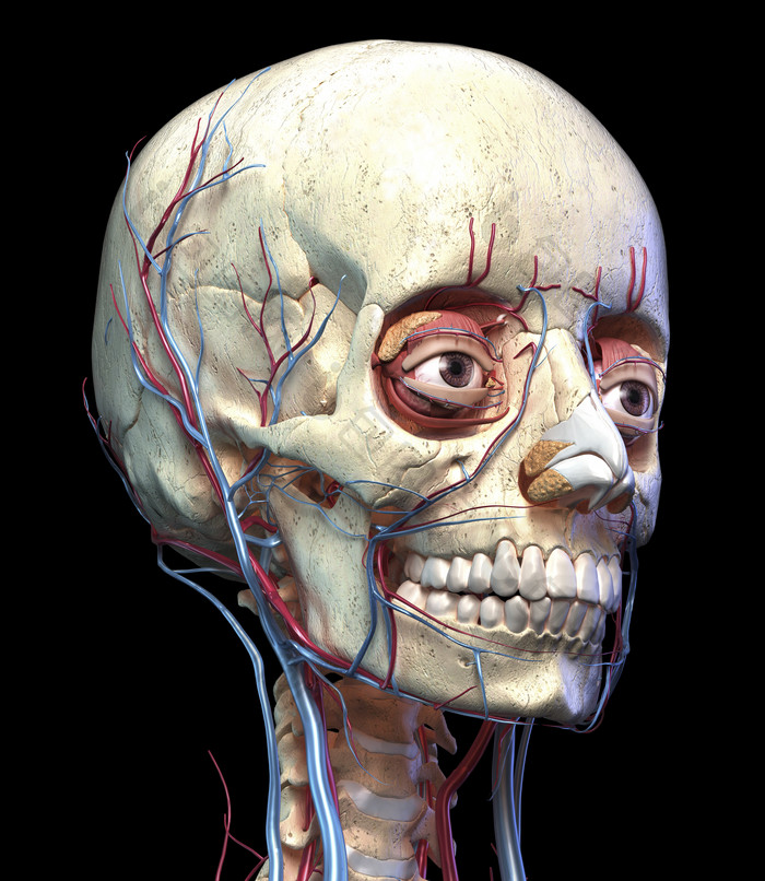 人类头骨的局部大图