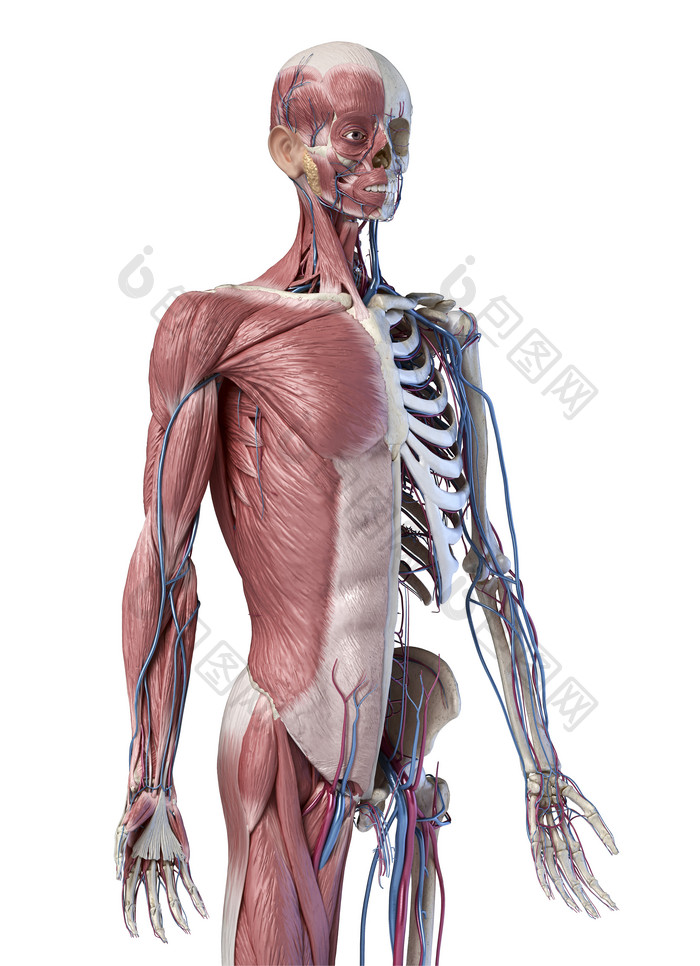 人类肌肉和血管的示例图
