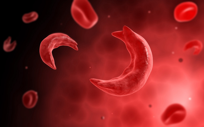 微生物血红细胞示例图