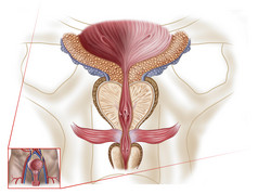 人体前列腺示例结构图