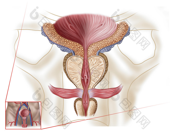 人体前列腺示例结构图