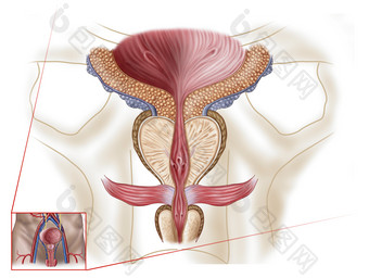 人体前列腺示例结构图