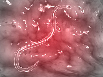 寄生虫线虫示例图图片下载