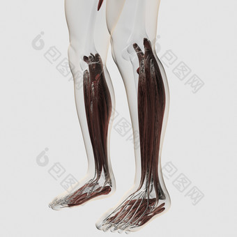 人体小腿肌肉左侧示例图