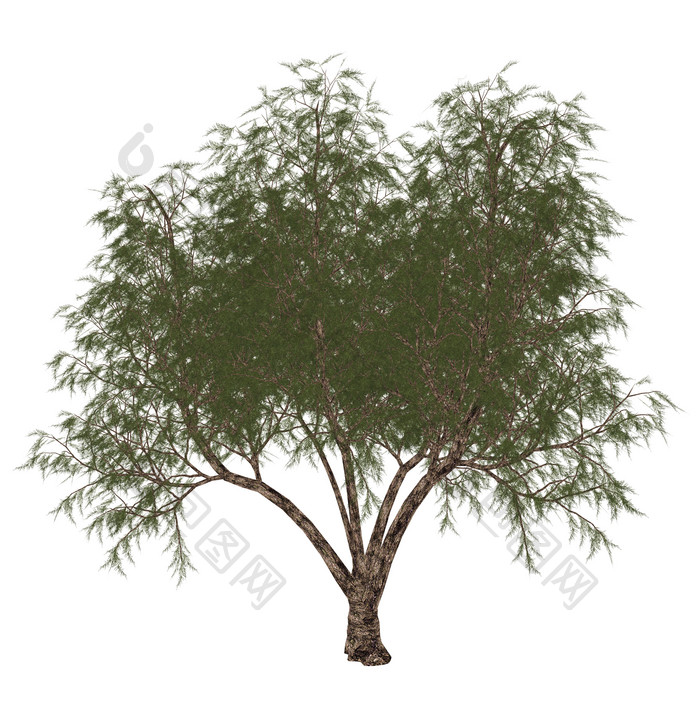 被子植物灌木示例插图