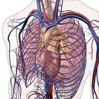 <strong>人体胸部</strong>循环系统动脉图