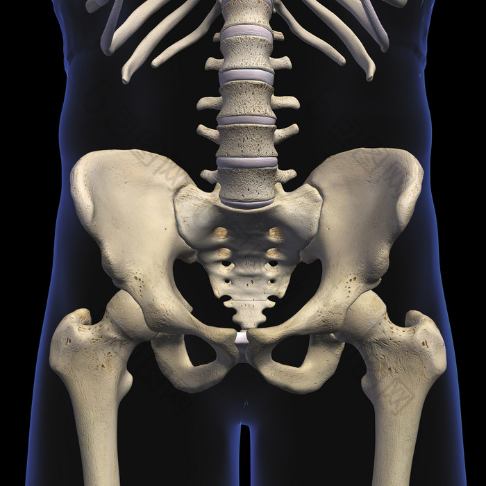 人体骨骼骨盆结构插图