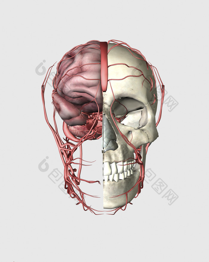 人类头部骨架血管