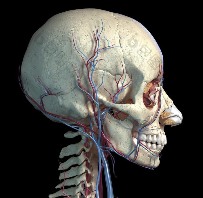 侧面头骨头盖骨的血液分布图