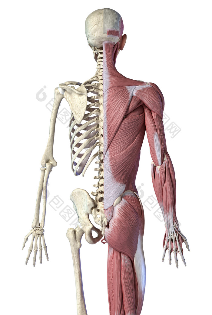 人类背部肌肉和骨骼的医学插图