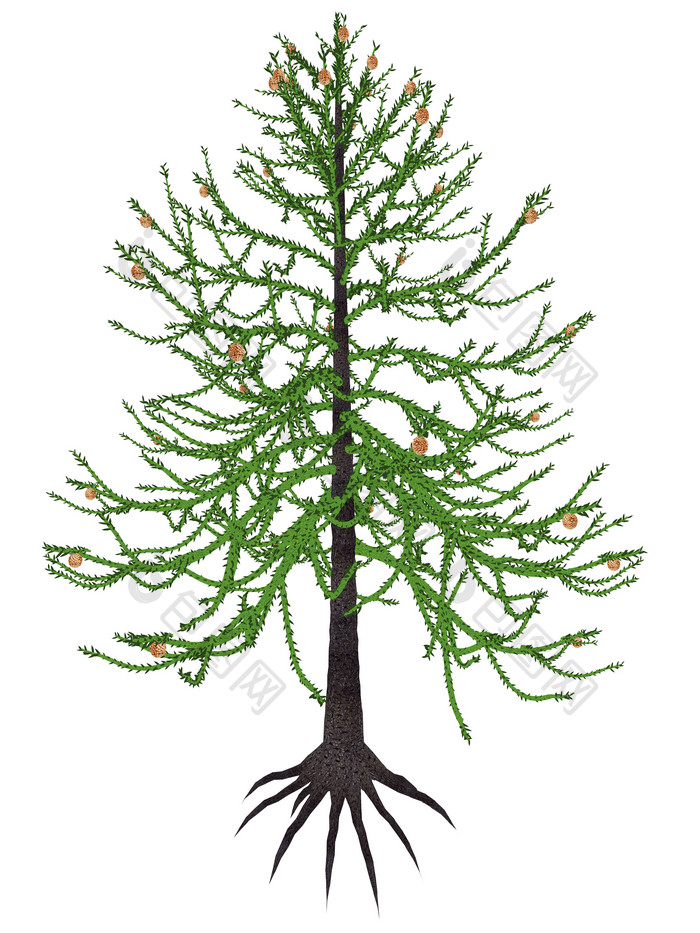 针叶树植物示例插图