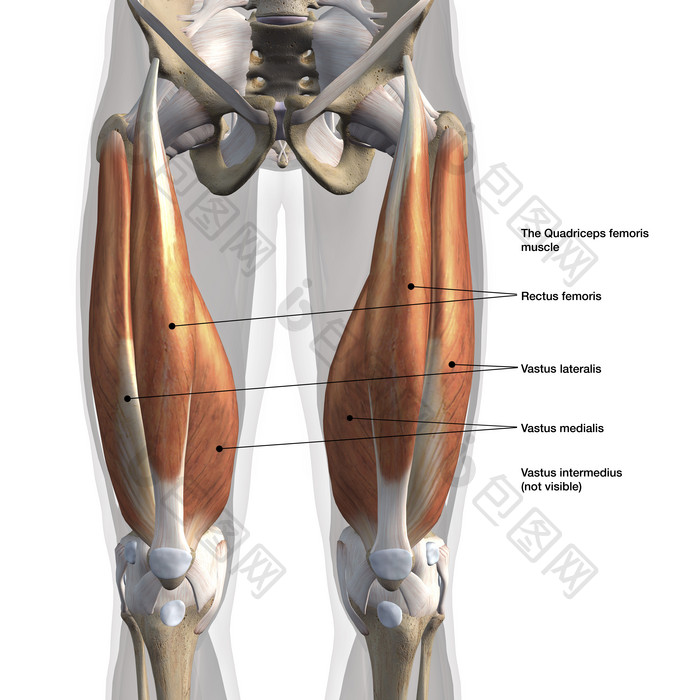 人体腿部肌肉透视图